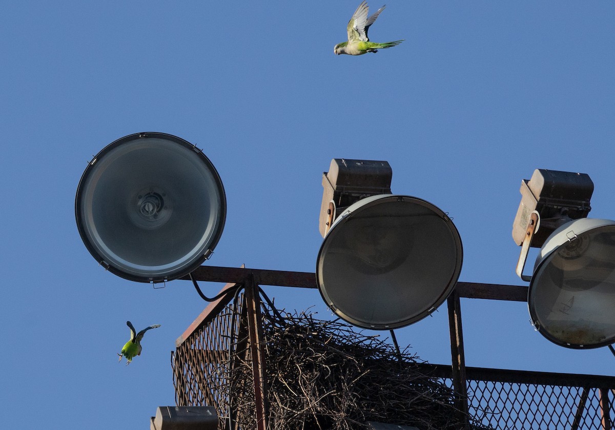 Monk Parakeet - ML615274548