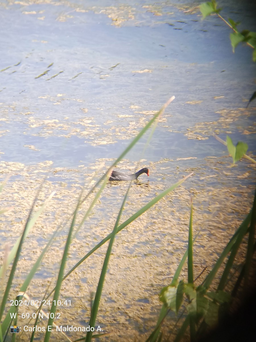 Common Gallinule - ML615274563