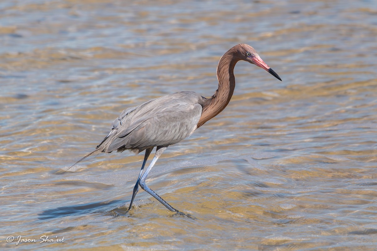 Reddish Egret - ML615274571