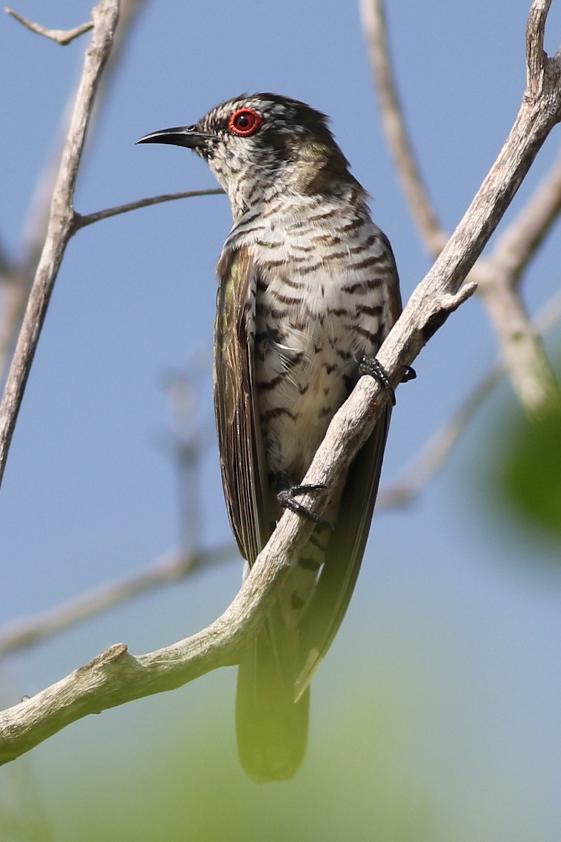 Little Bronze-Cuckoo - ML615274582