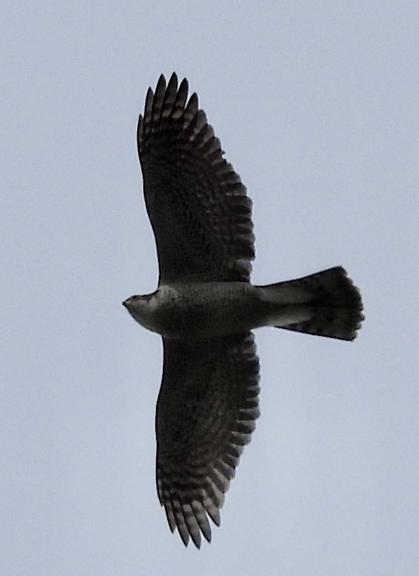 American Goshawk - ML615274617