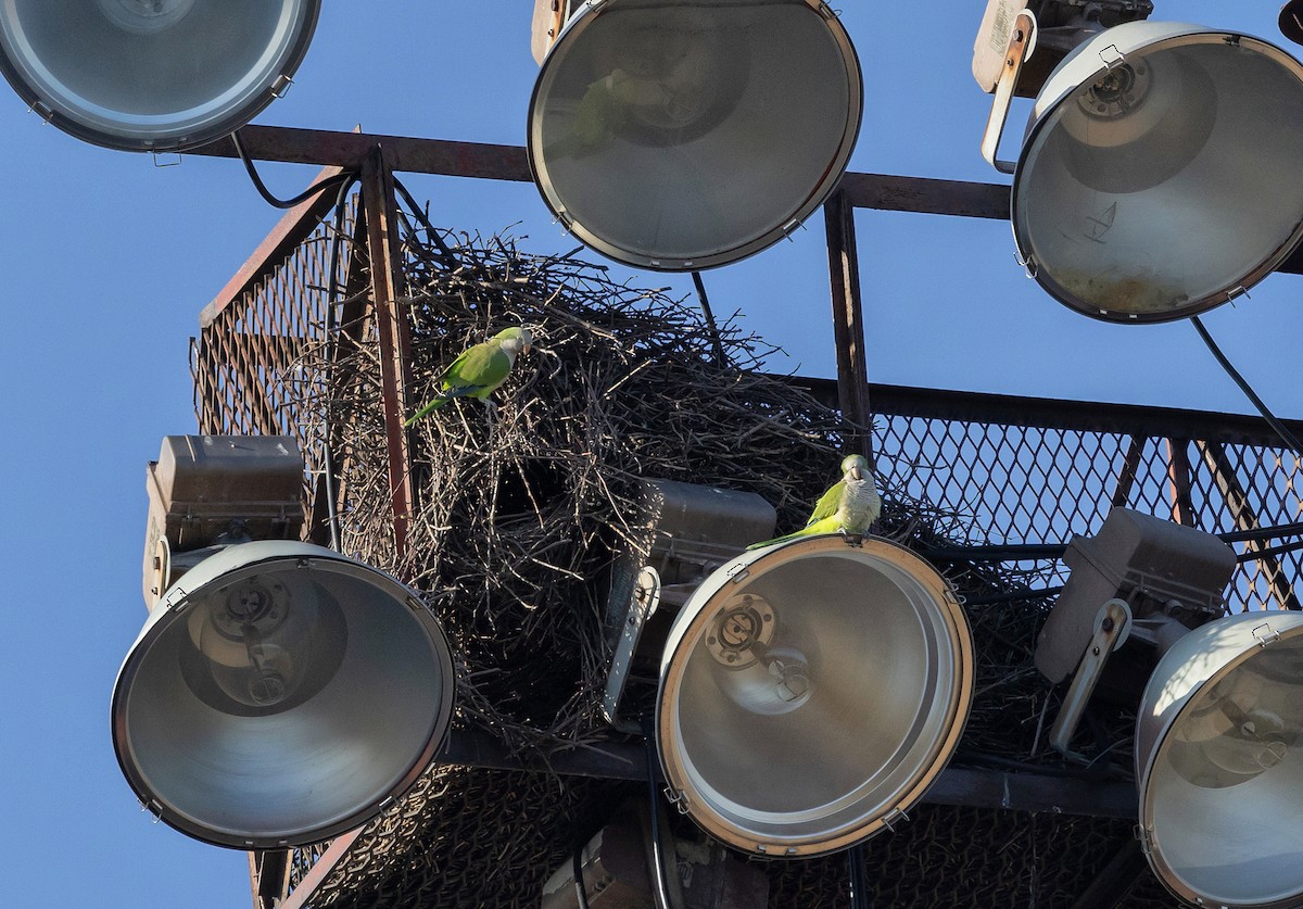 Monk Parakeet - ML615274620