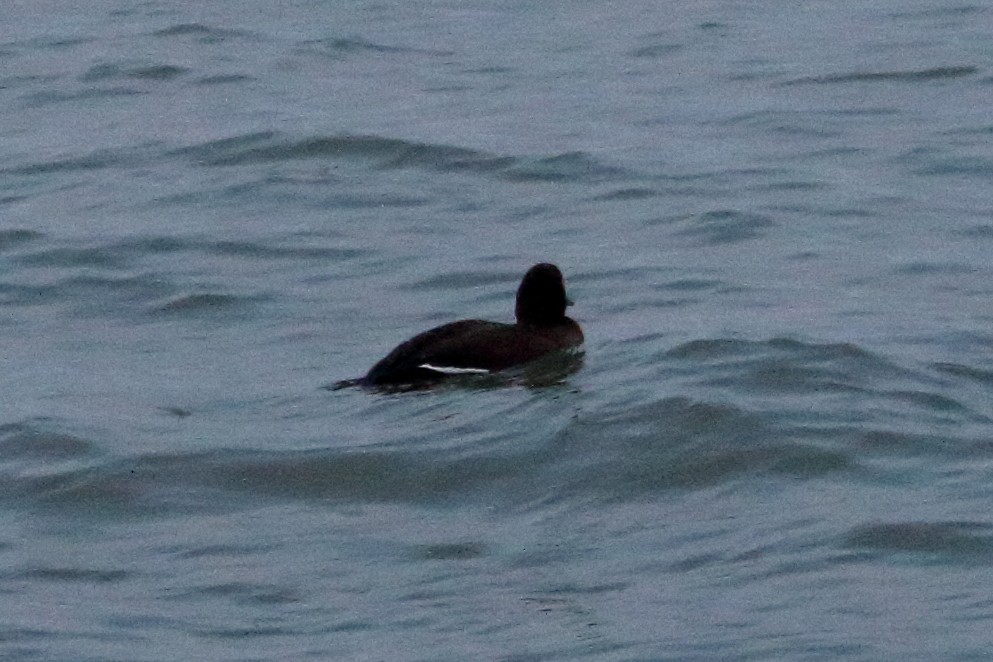 White-winged Scoter - ML615274638