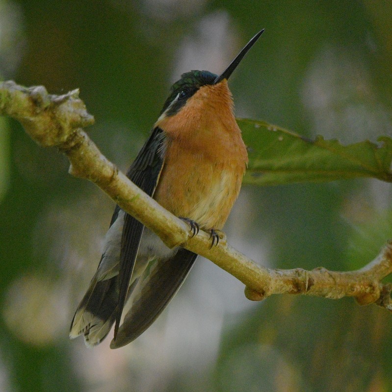 Purple-throated Mountain-gem - Jos Simons