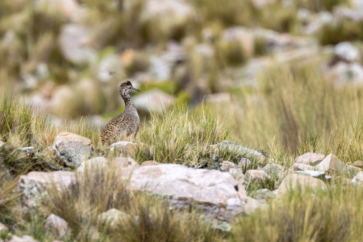 Ornate Tinamou - Charlie Bostwick