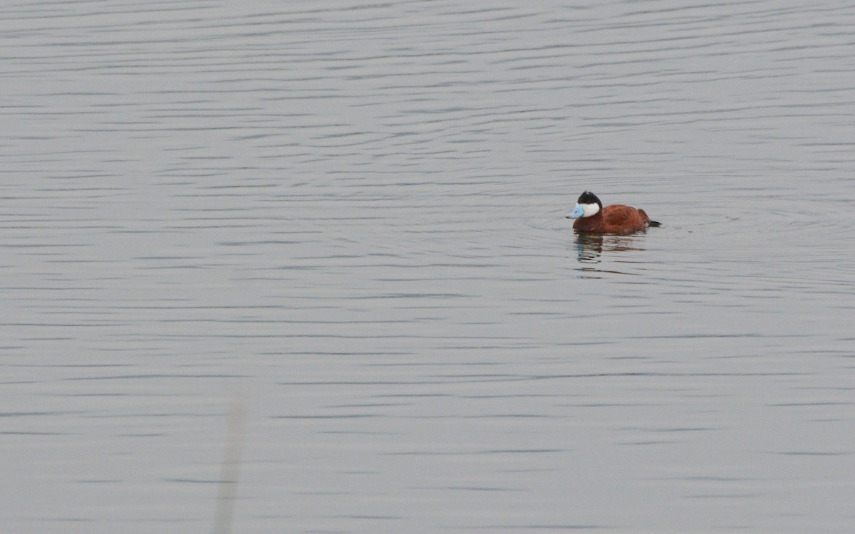 Ruddy Duck - ML615274837