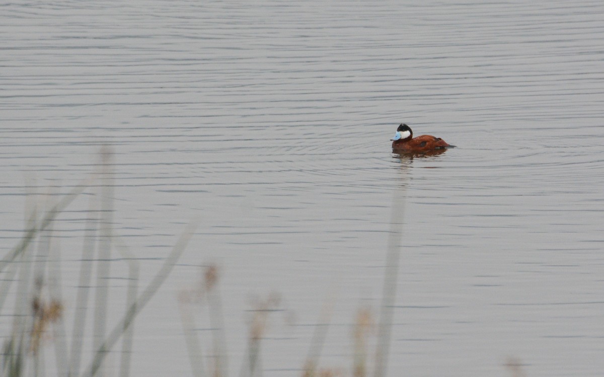 Ruddy Duck - Luis Trinchan