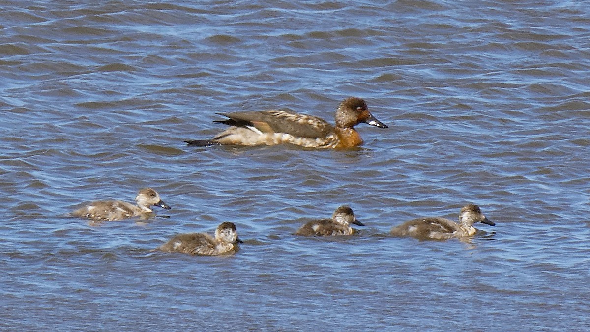 Canard huppé - ML615274872