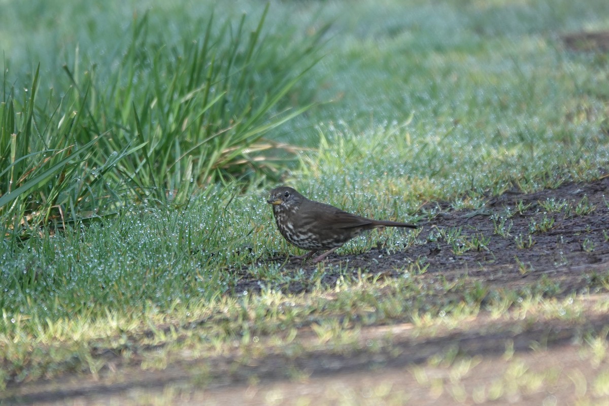 Fox Sparrow - Mary Kimberly