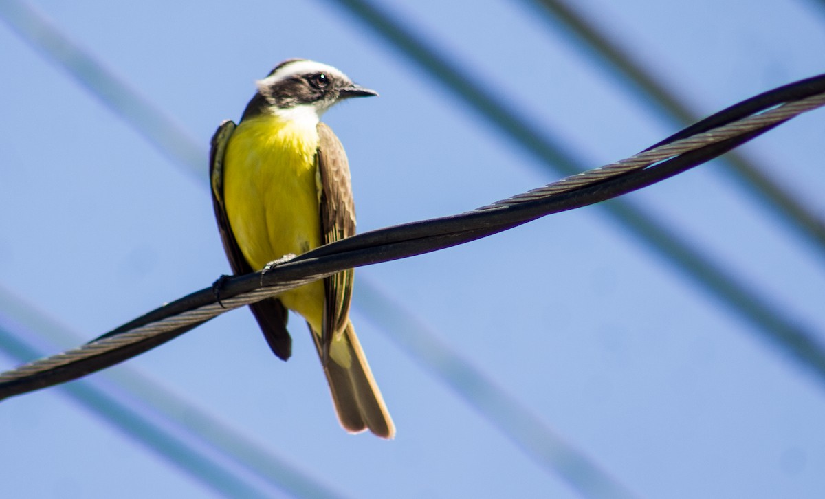 Social Flycatcher - ML615274881