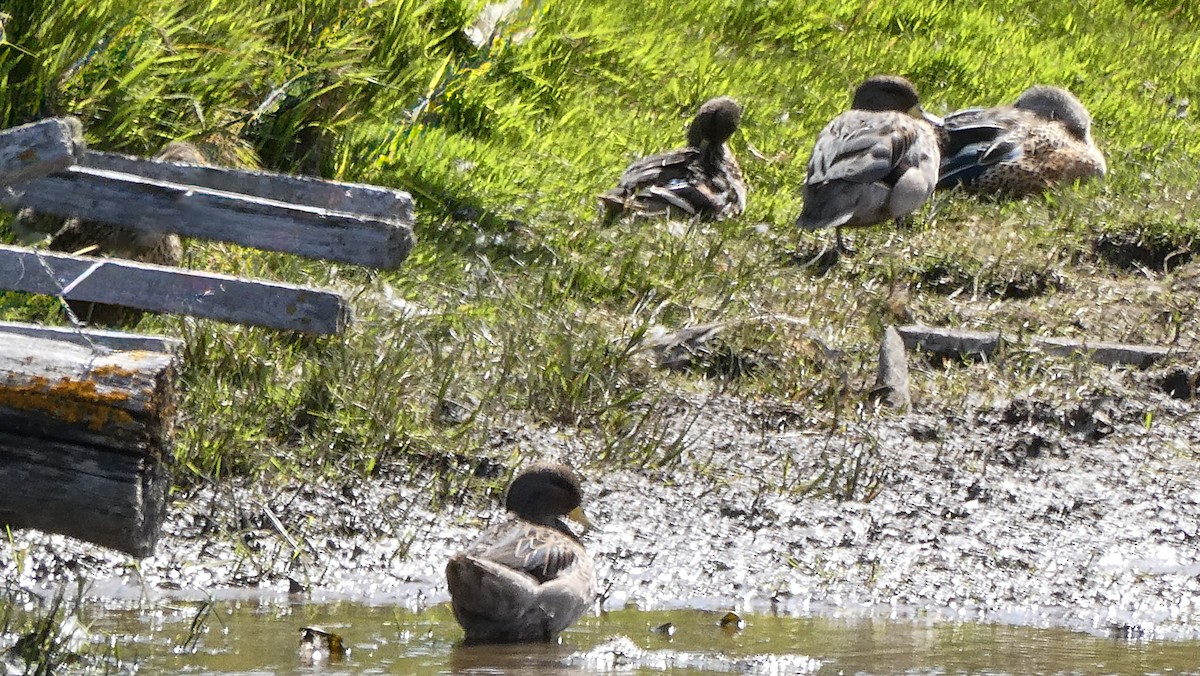 Yellow-billed Teal - ML615274940