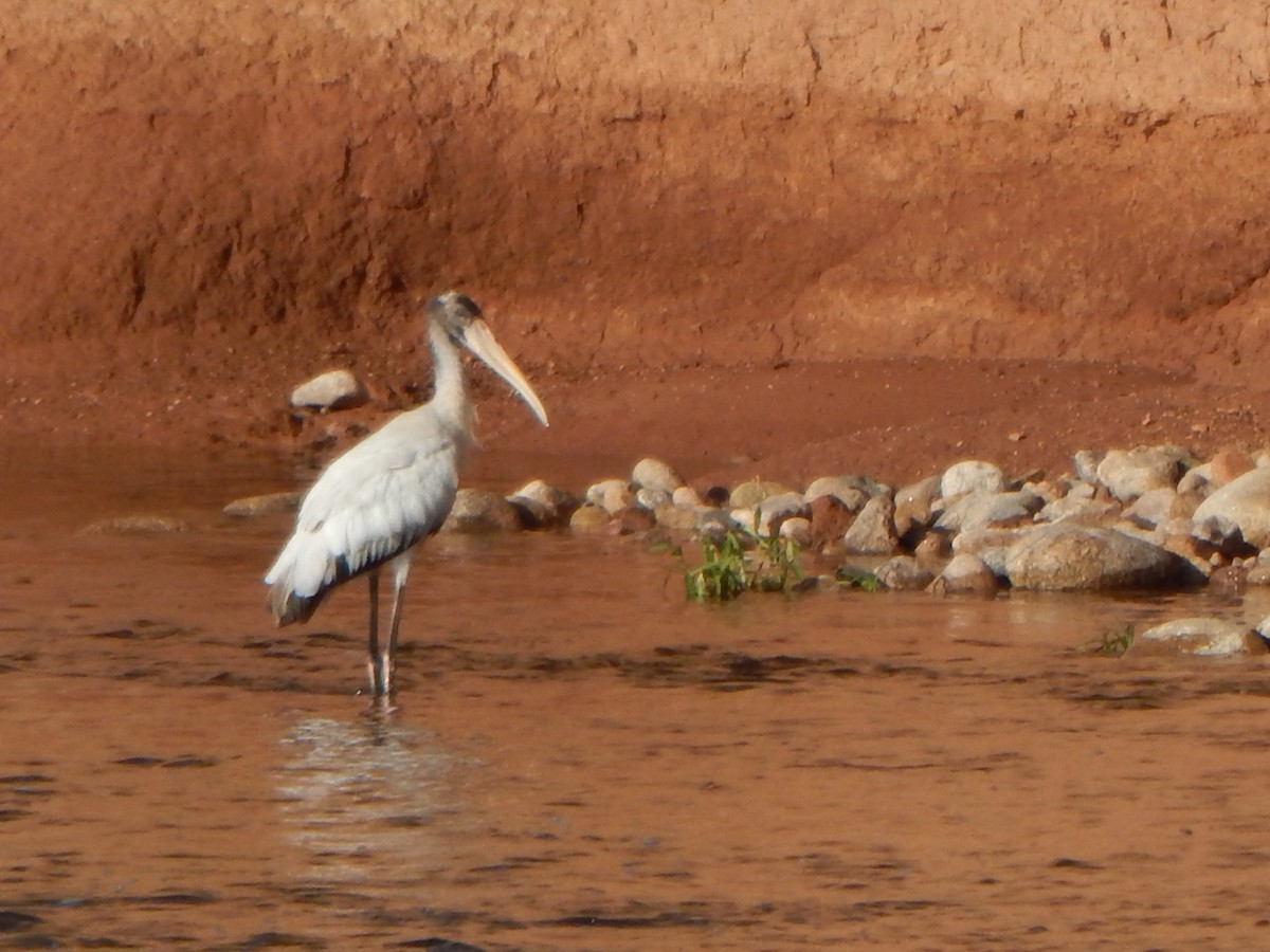 Wood Stork - ML615275050
