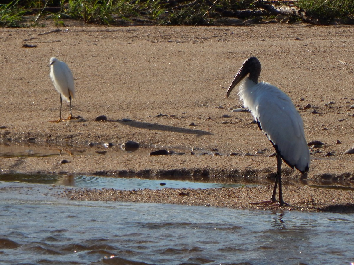 Wood Stork - ML615275051