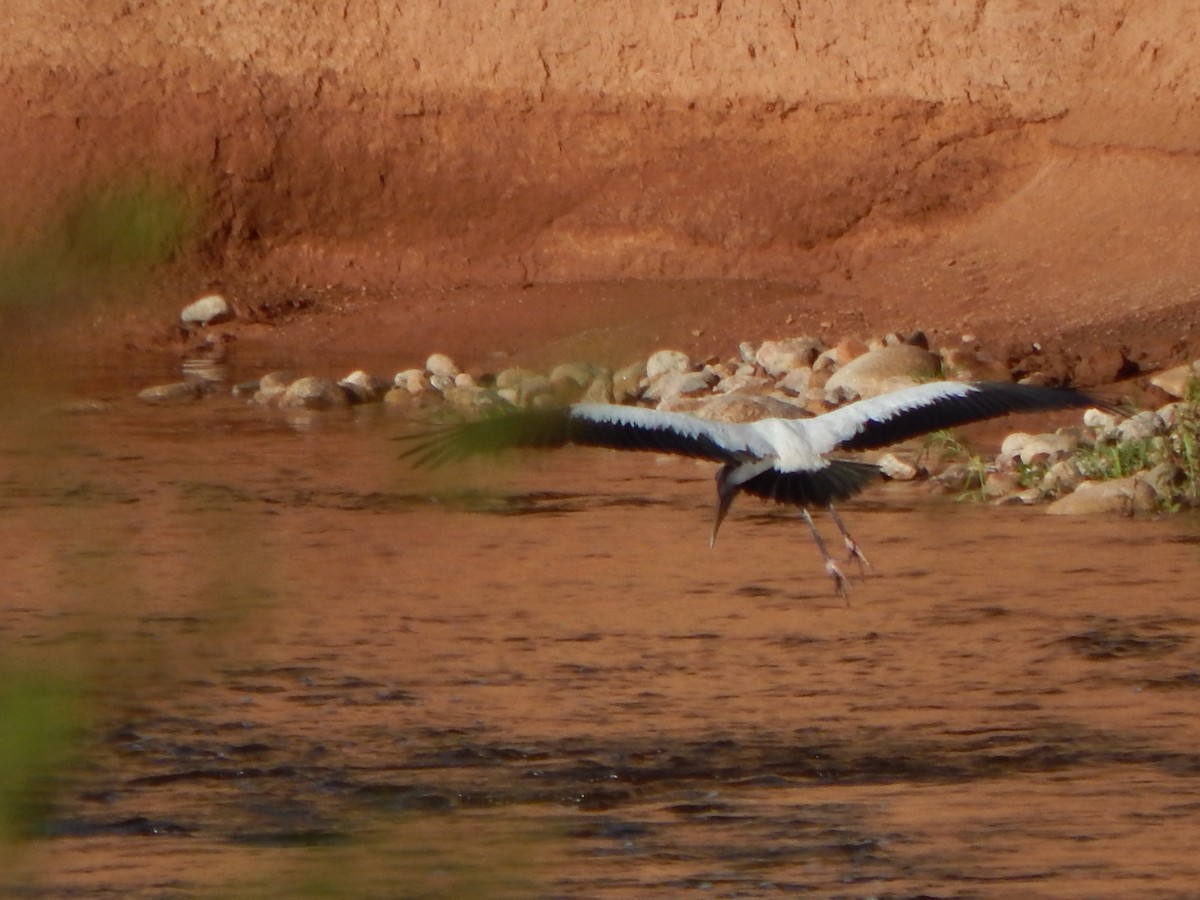 Wood Stork - ML615275054