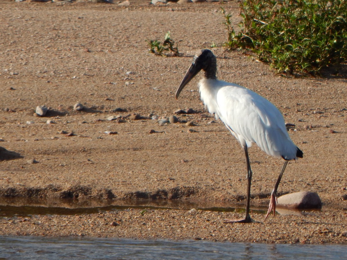 Wood Stork - ML615275055