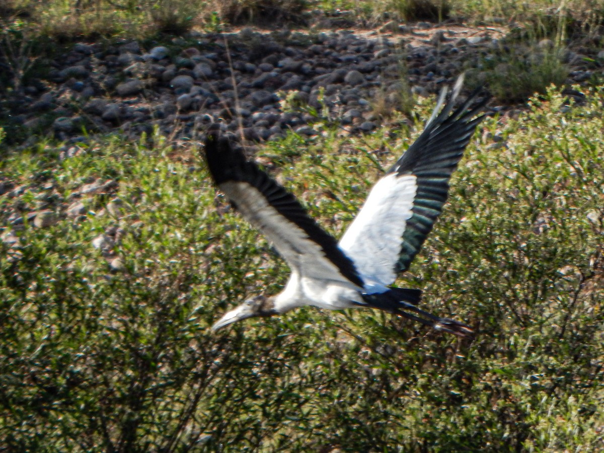 Wood Stork - ML615275056