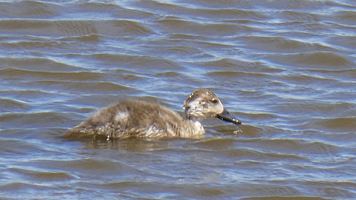 Canard huppé - ML615275057