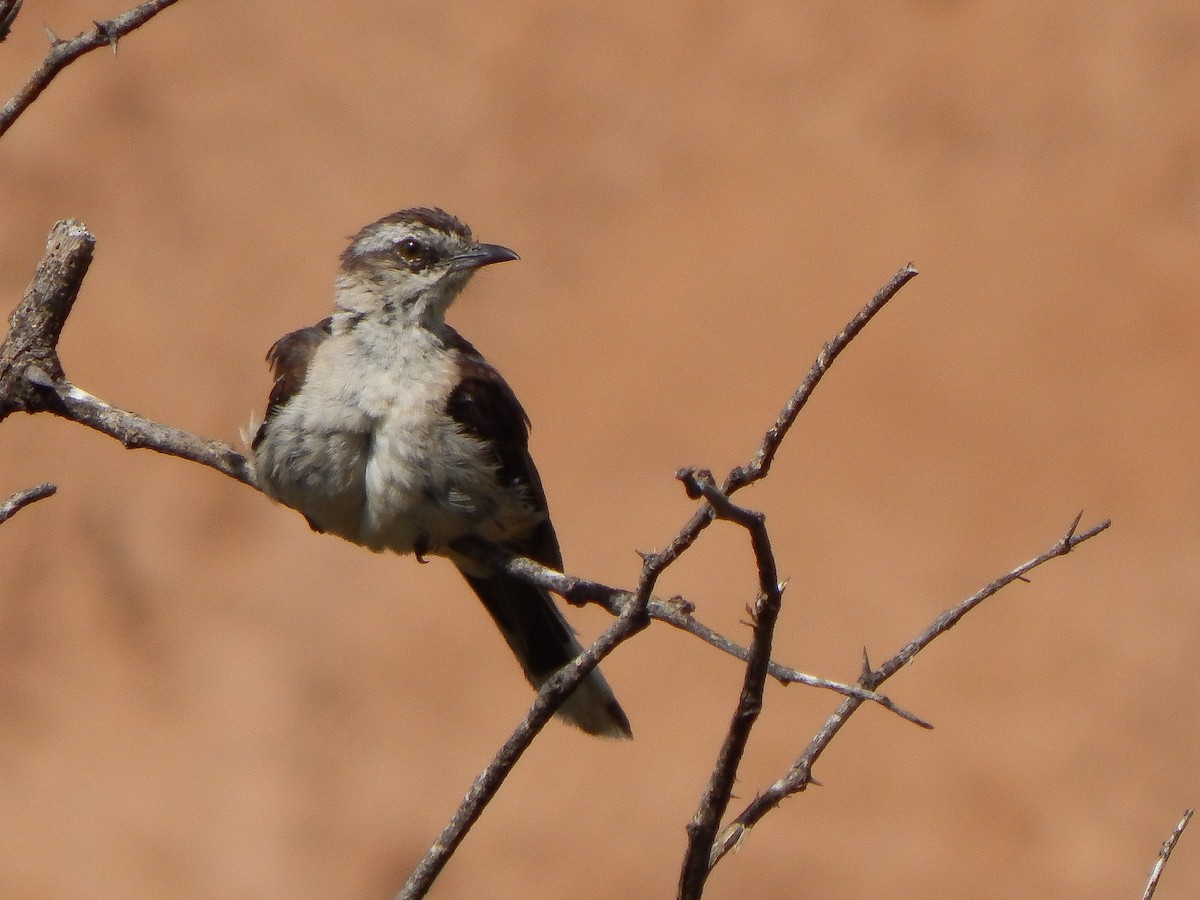 Chalk-browed Mockingbird - ML615275100