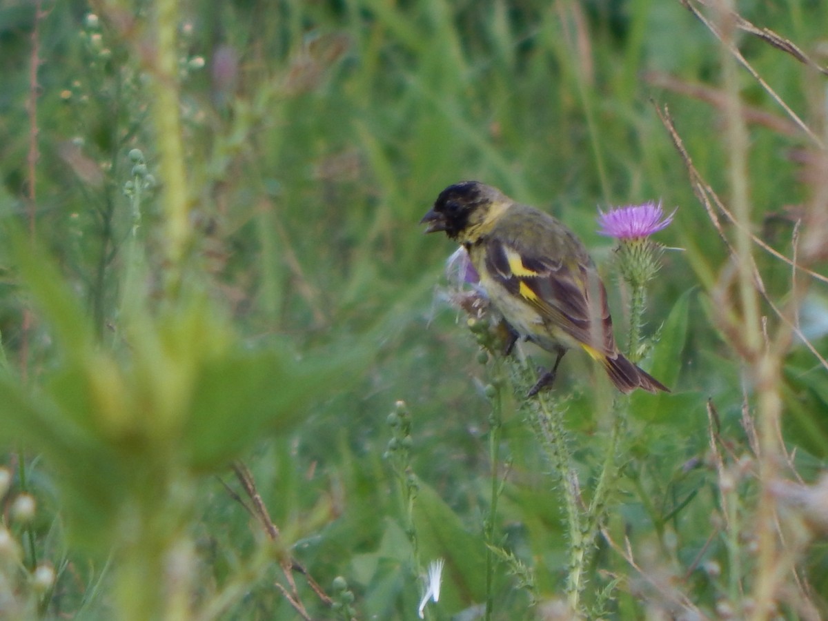 Hooded Siskin - ML615275121