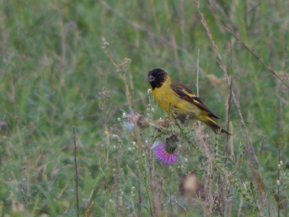 Hooded Siskin - ML615275122