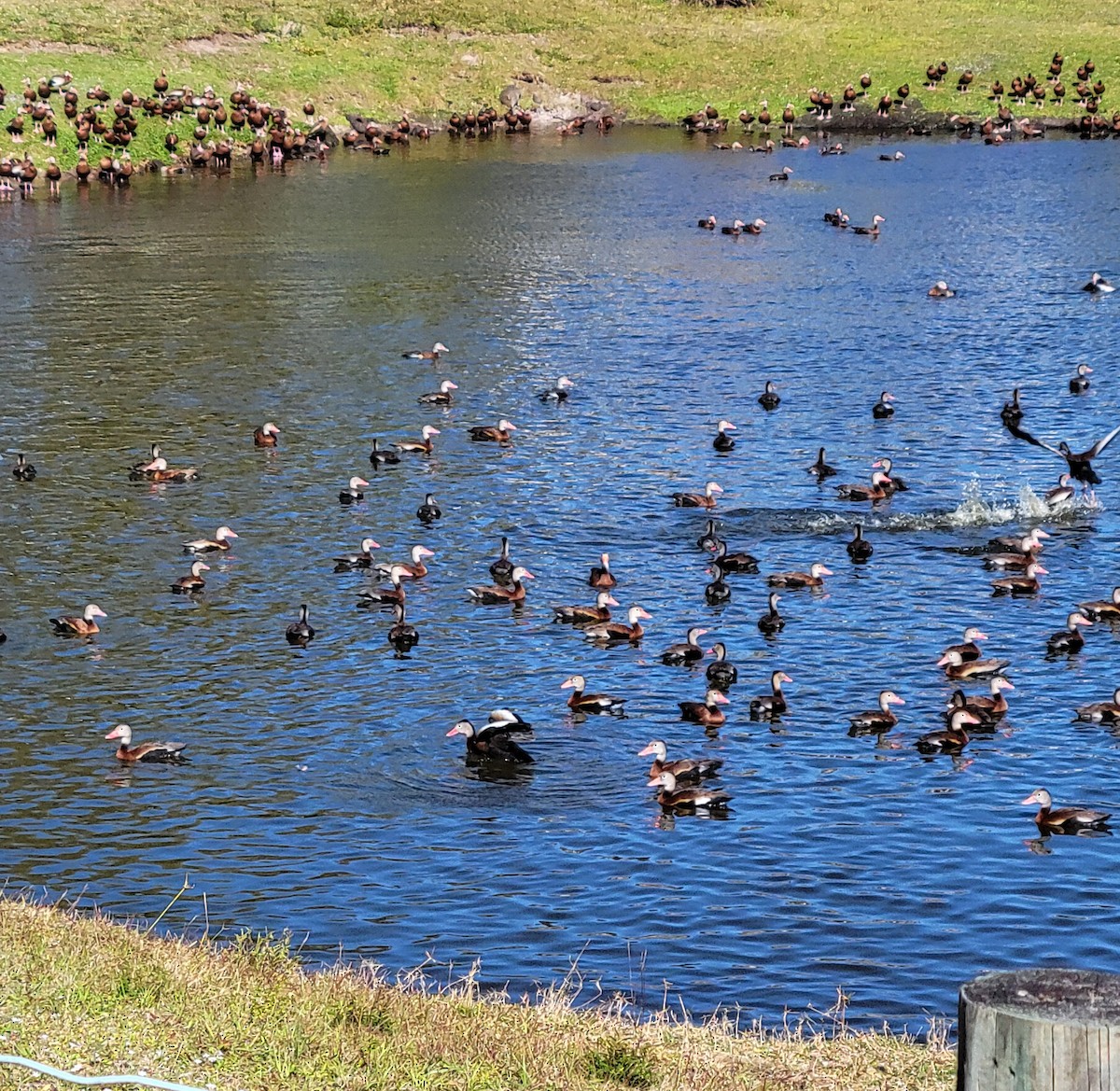 Black-bellied Whistling-Duck - ML615275124