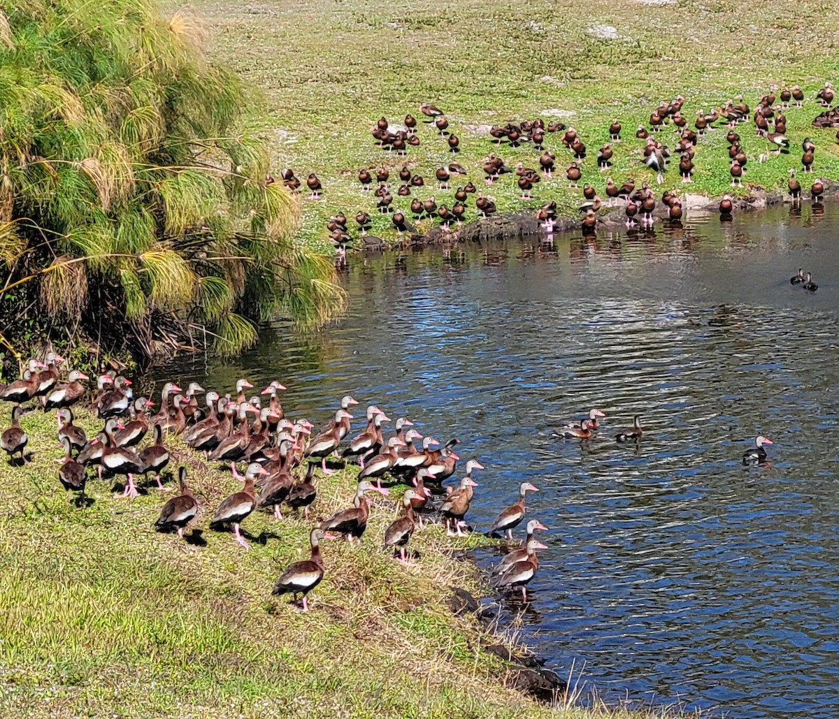 Black-bellied Whistling-Duck - ML615275126