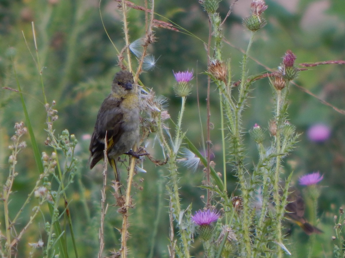 Hooded Siskin - ML615275150