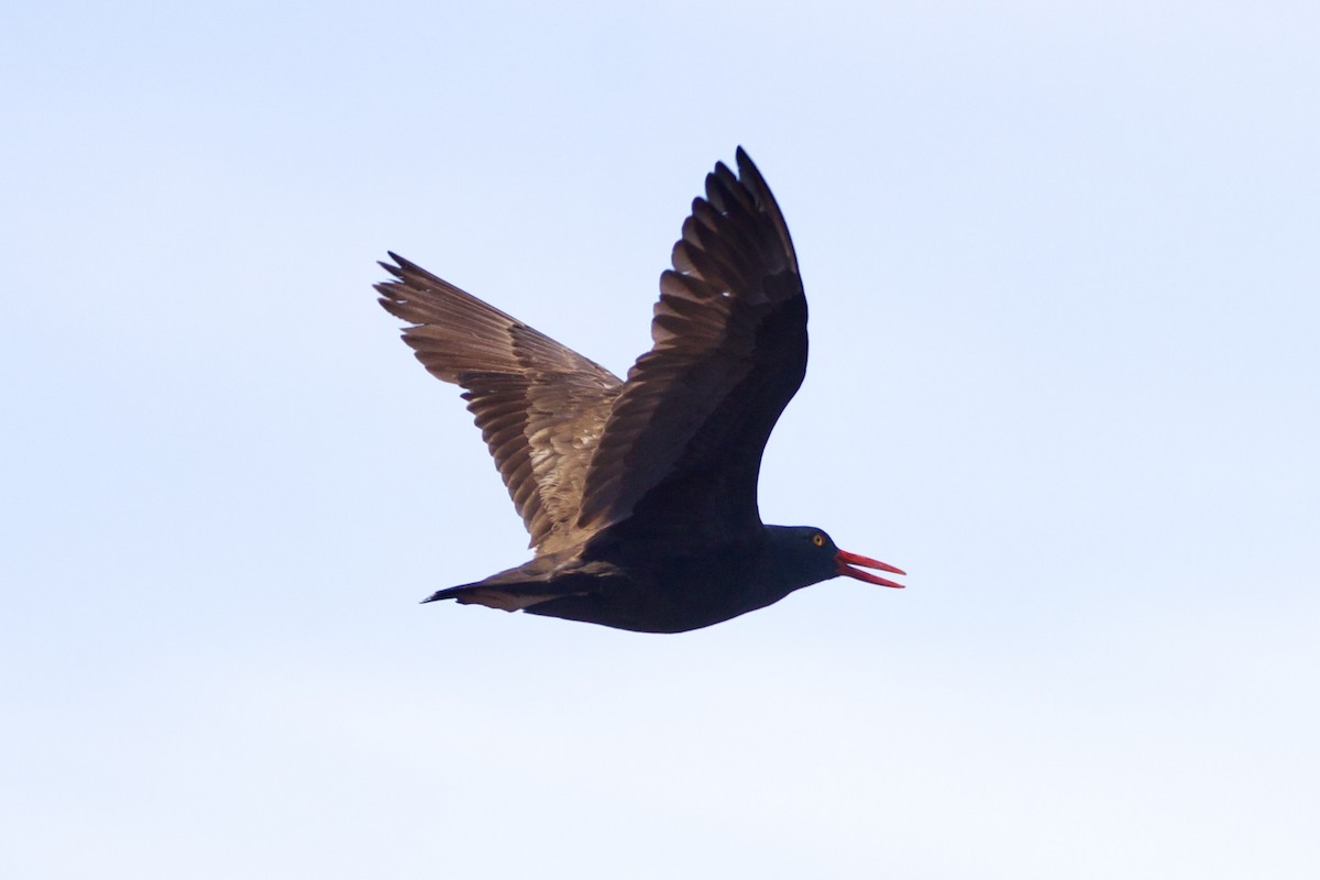 Blackish Oystercatcher - Dimitris Salas