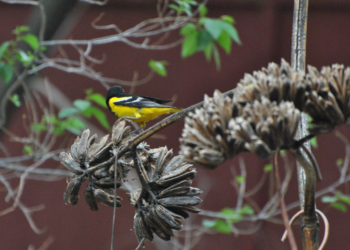 Oriole jaune-verdâtre - ML615275253