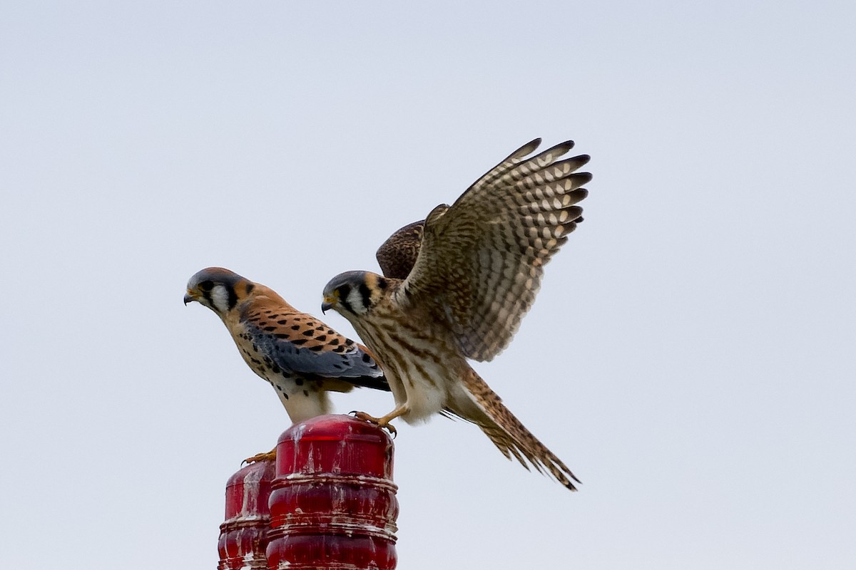 American Kestrel - ML615275268