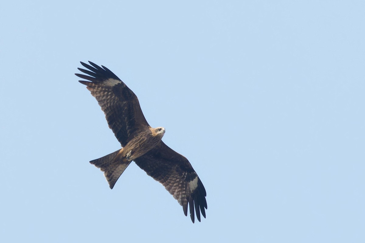 Black Kite - ML615275285