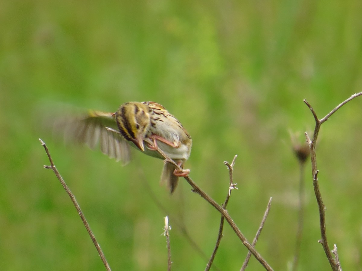 Henslow's Sparrow - ML615275287