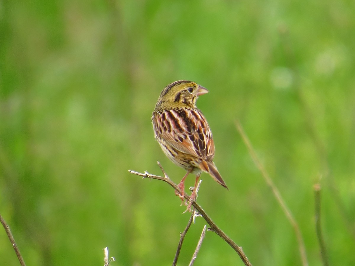 Henslow's Sparrow - ML615275288