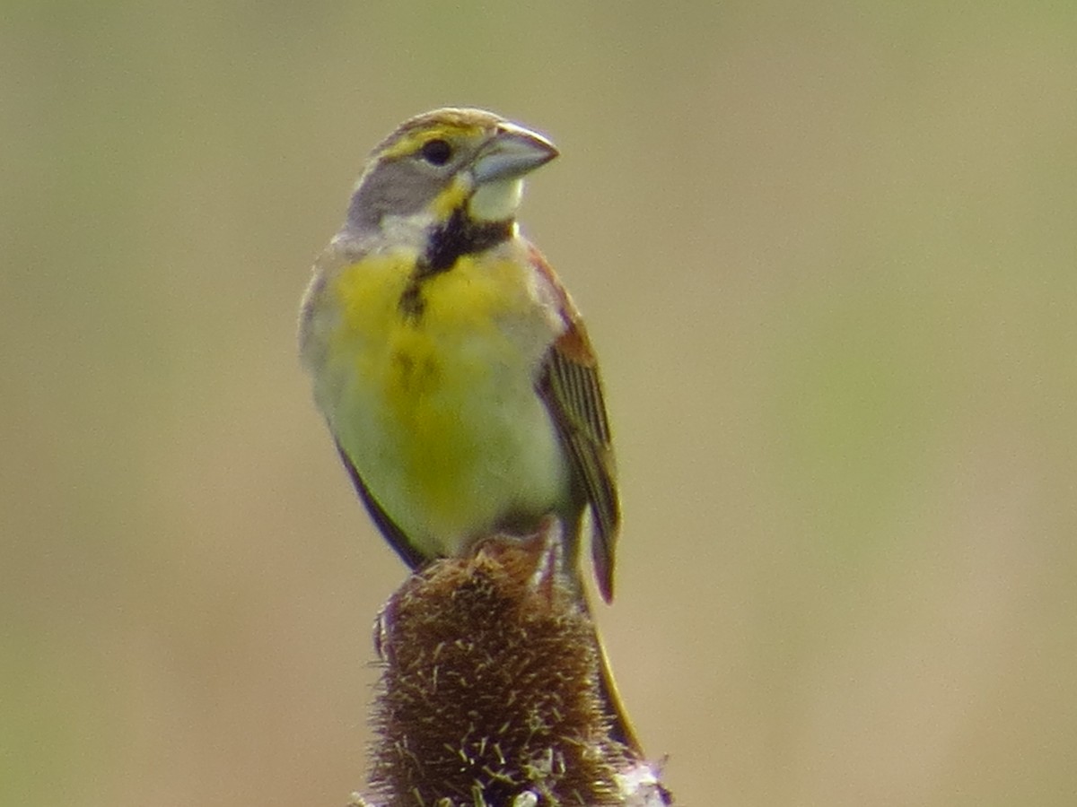 Dickcissel - ML615275304