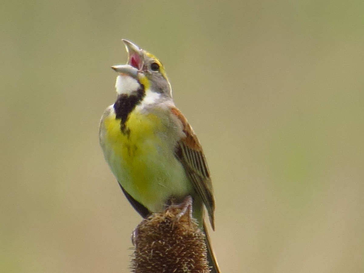 Dickcissel - ML615275305