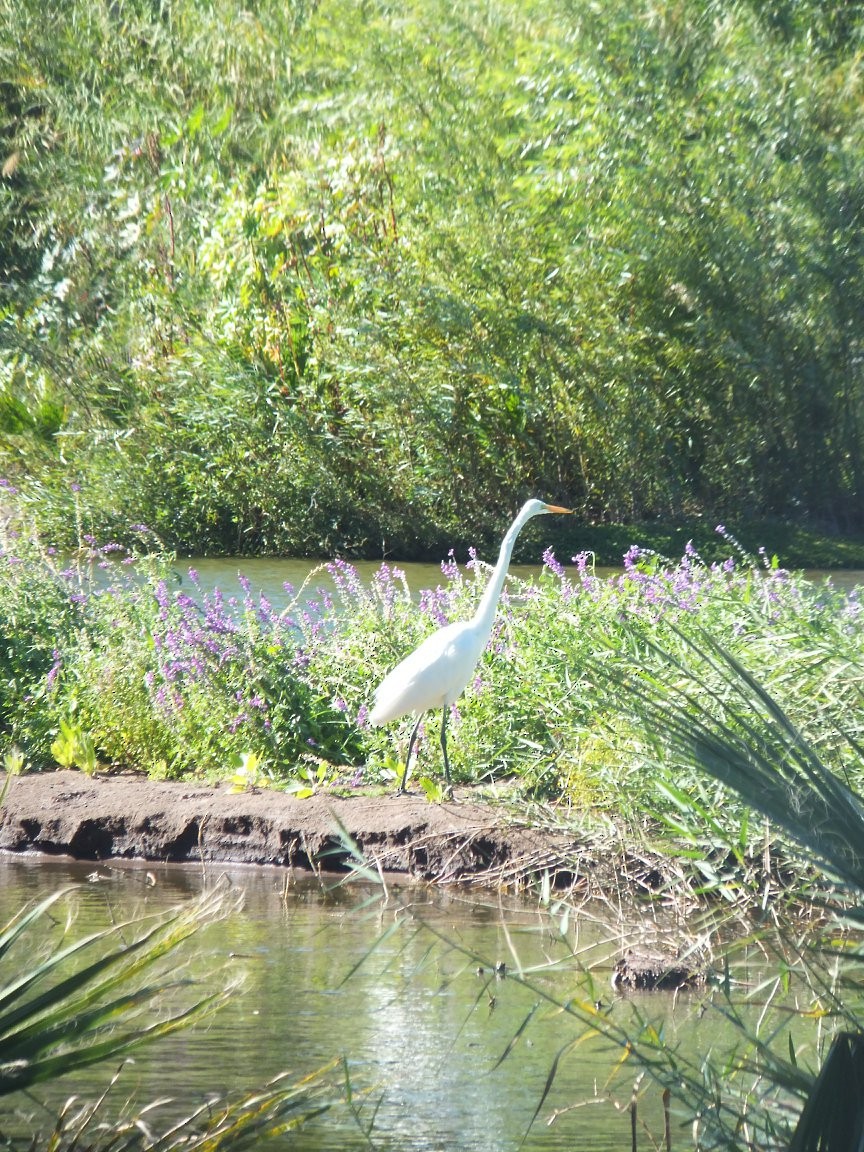 Great Egret - ML615275343