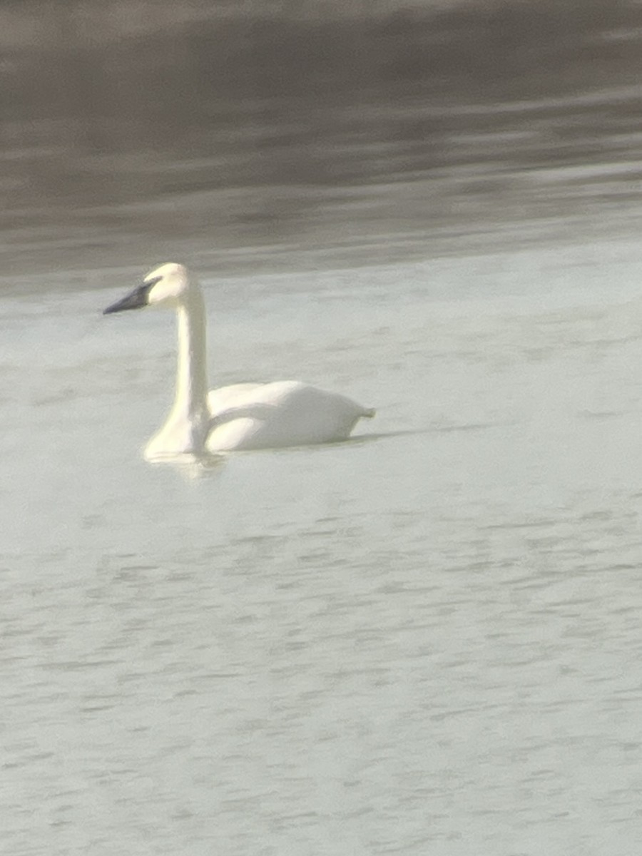 Trumpeter Swan - ML615275359