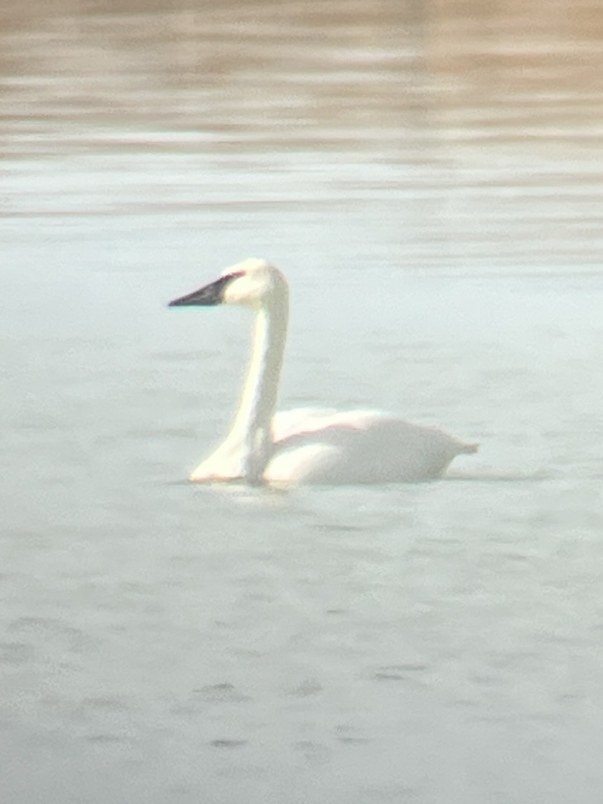 Trumpeter Swan - Danielle Finlayson