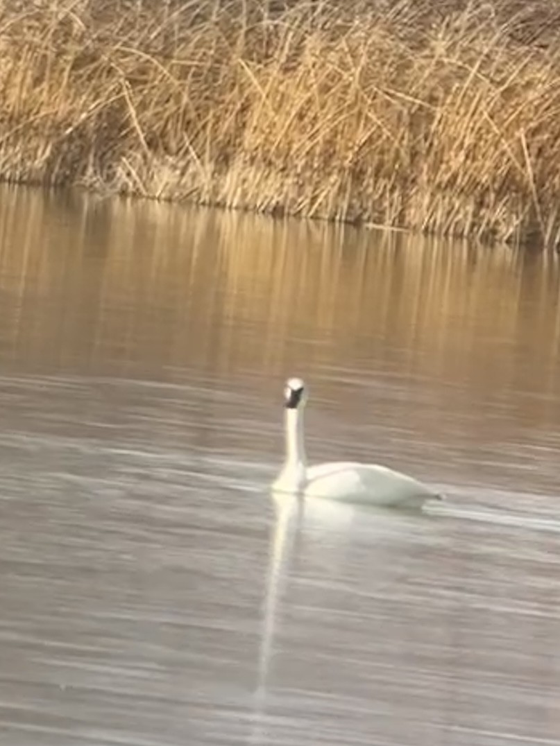 Trumpeter Swan - ML615275362