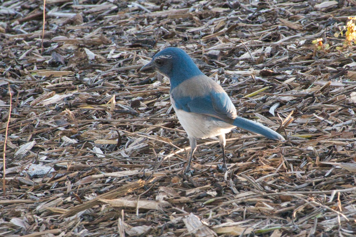 California Scrub-Jay - ML615275395