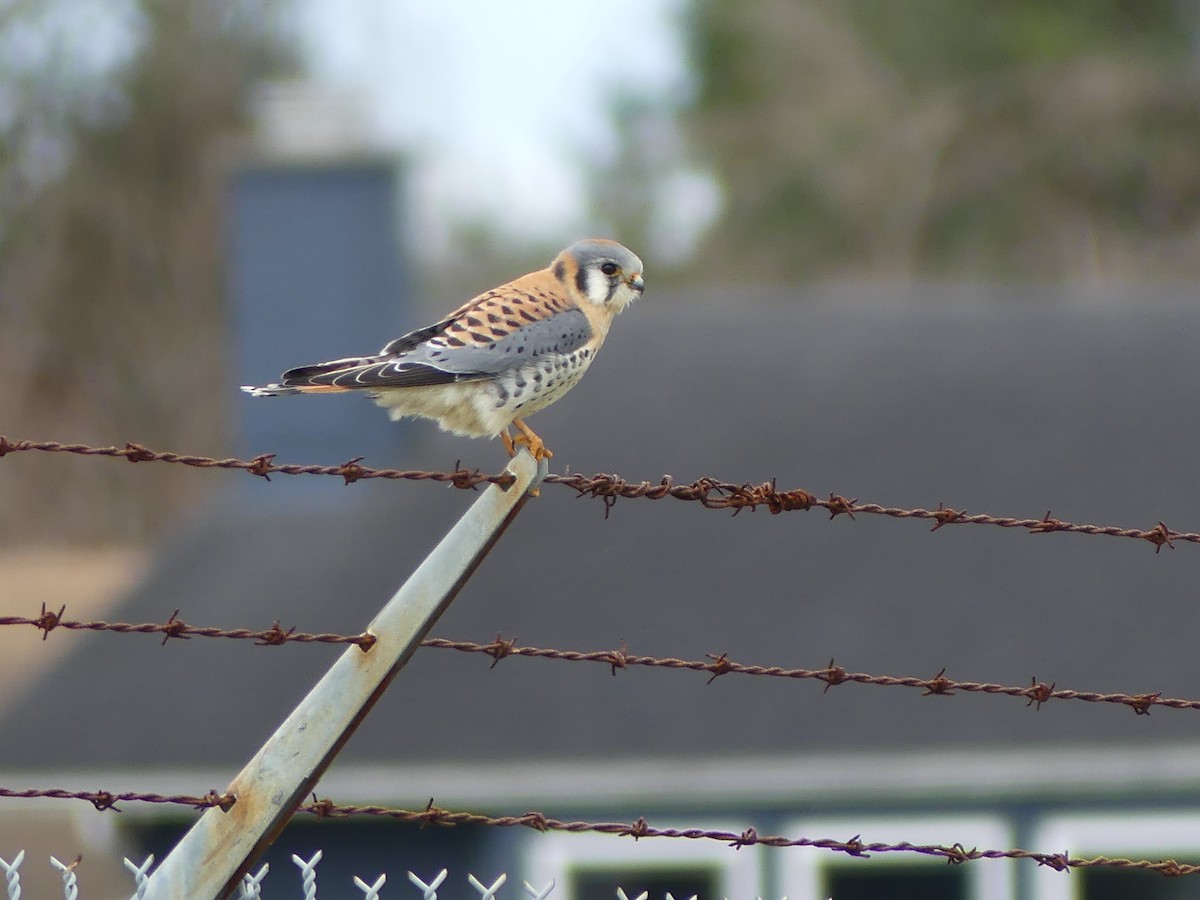 American Kestrel - ML615275459