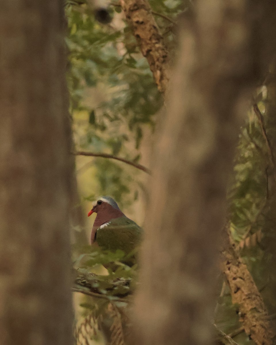 Asian Emerald Dove - ML615275484