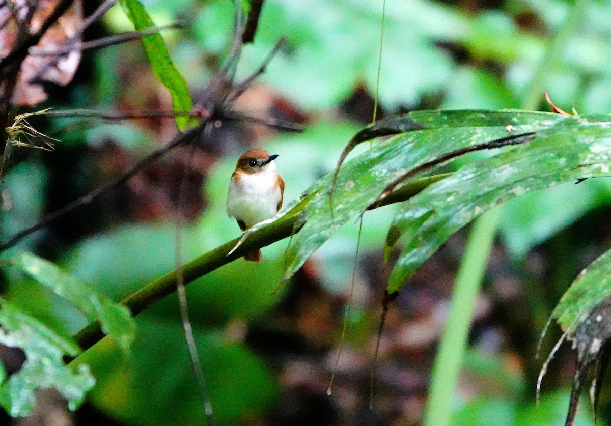 Chestnut-tailed Jungle Flycatcher (Philippine) - ML615275488