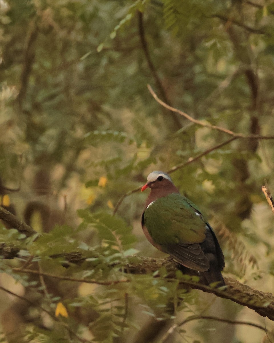 Asian Emerald Dove - ML615275491