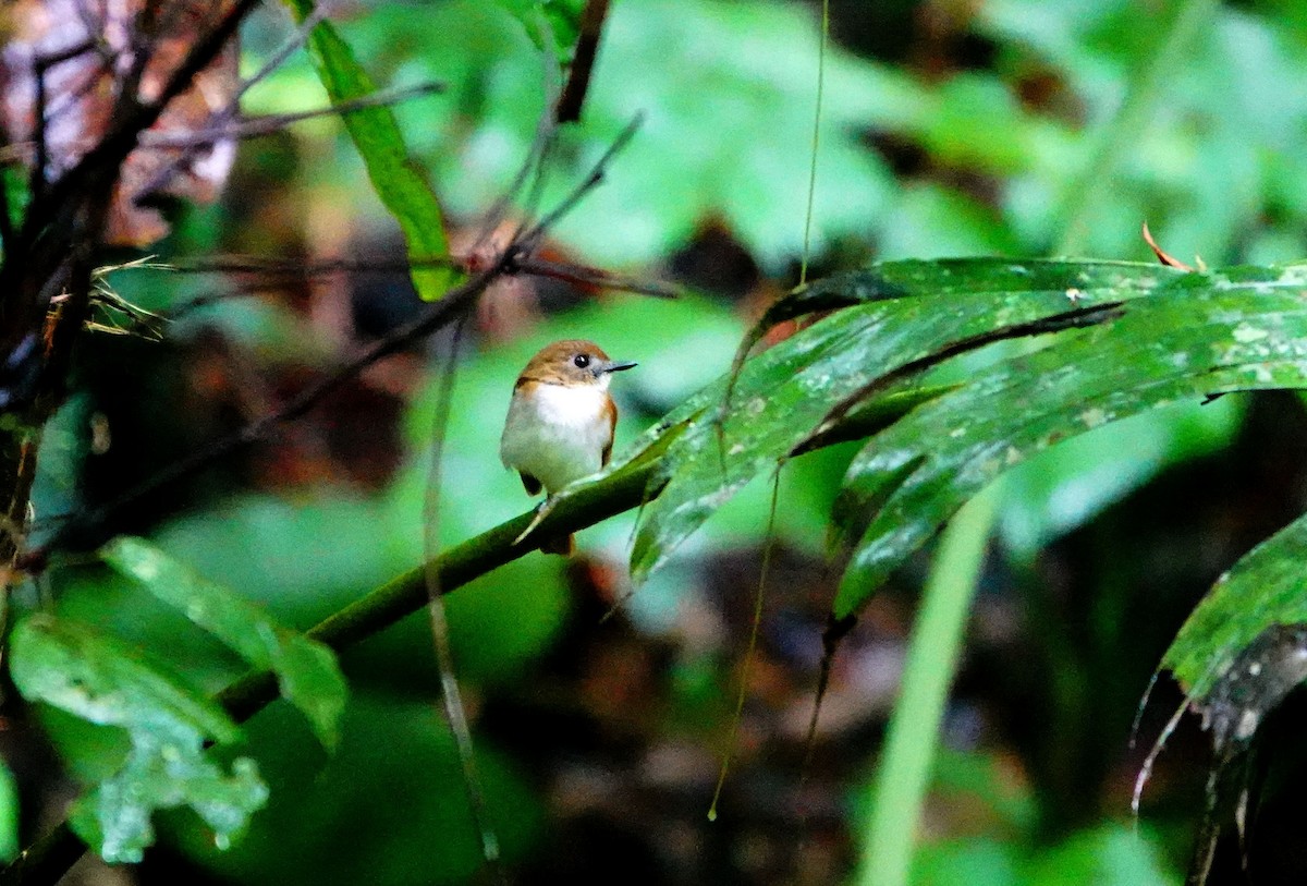 Chestnut-tailed Jungle Flycatcher (Philippine) - ML615275492