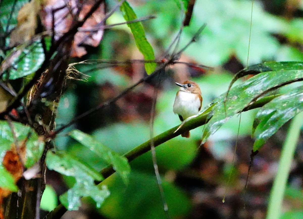 Chestnut-tailed Jungle Flycatcher (Philippine) - ML615275501