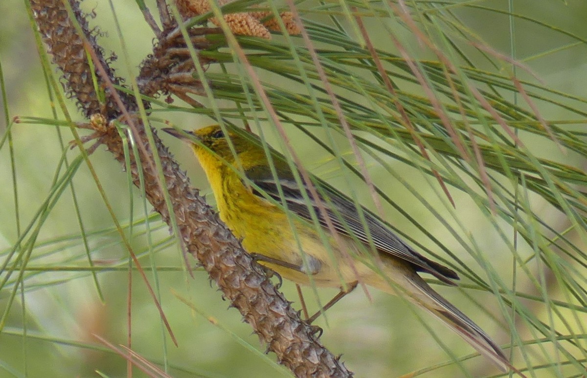 Pine Warbler - L.E. Quinlan