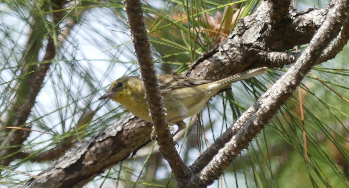 Pine Warbler - L.E. Quinlan