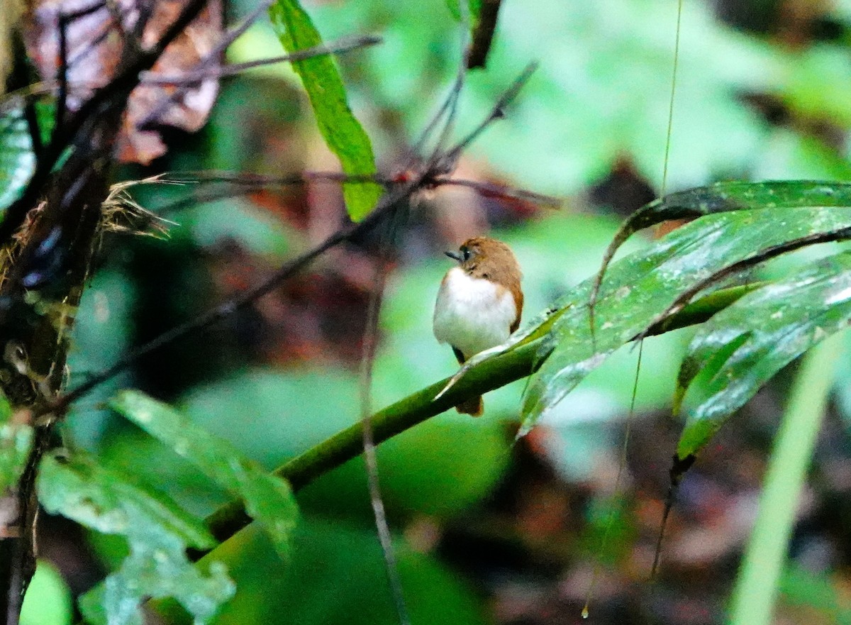 Chestnut-tailed Jungle Flycatcher (Philippine) - ML615275512