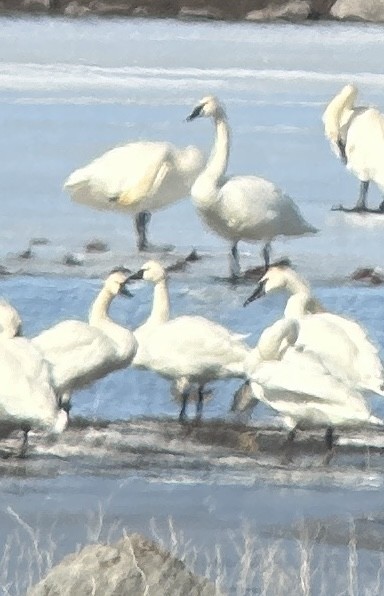 Tundra Swan - ML615275521